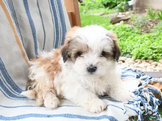 Maltipoo dogs for sale: Sugar - Ad 2