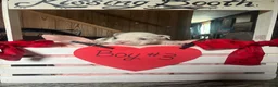 Olde English Bulldogge dogs for sale: Olde English Bulldogge 9 - Ad 9