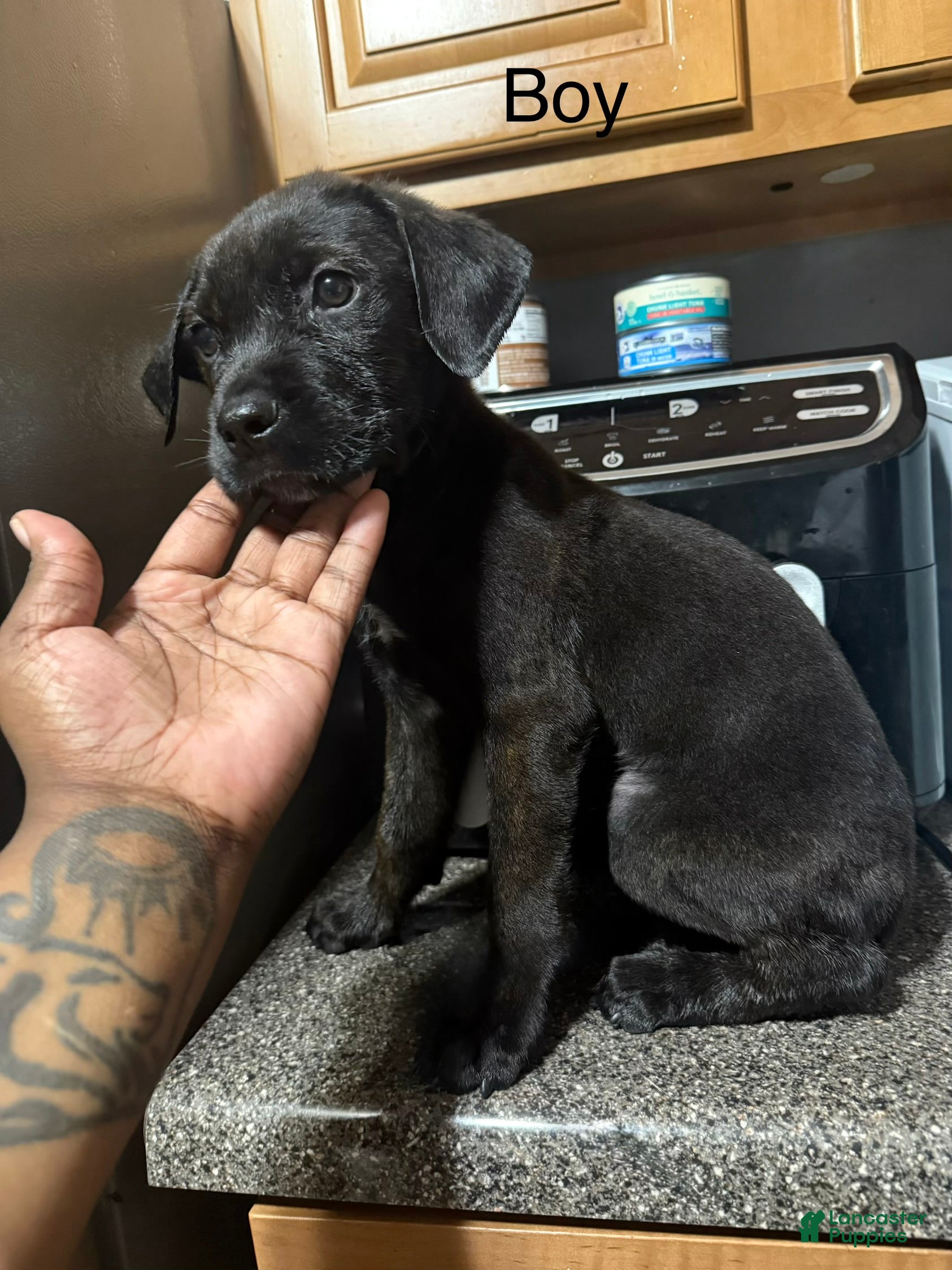 Mixed Breed dogs CC - Ad 19