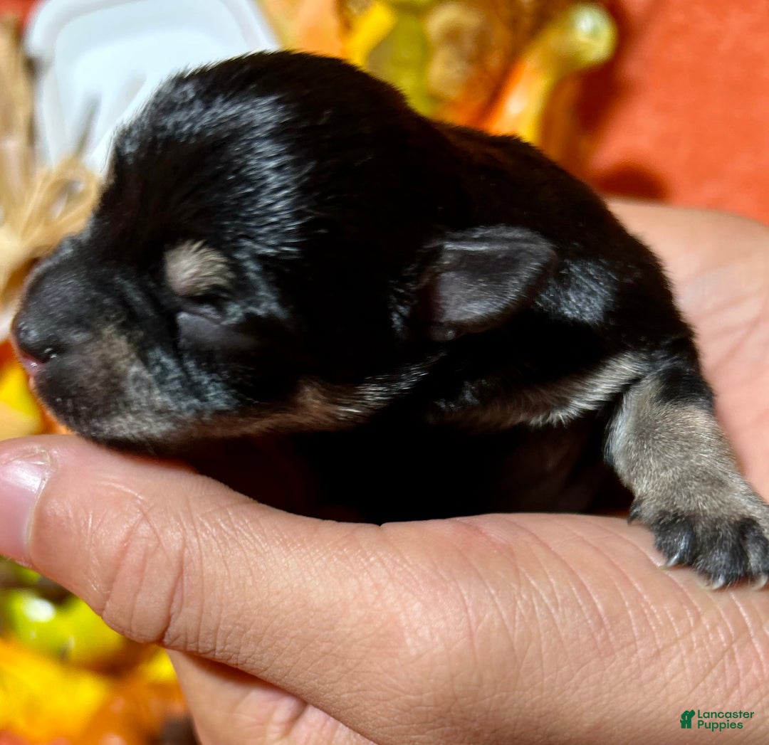 Miniature Schnauzer dogs for sale: ROSIE - Ad 8