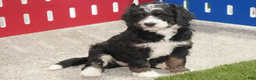 Bernedoodle dogs for sale: Jayla - Ad 1
