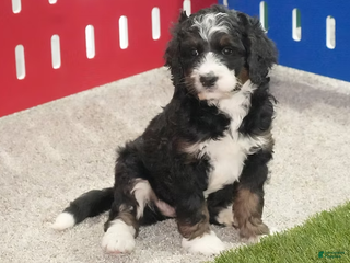 Bernedoodle dogs Jayla - Ad 35