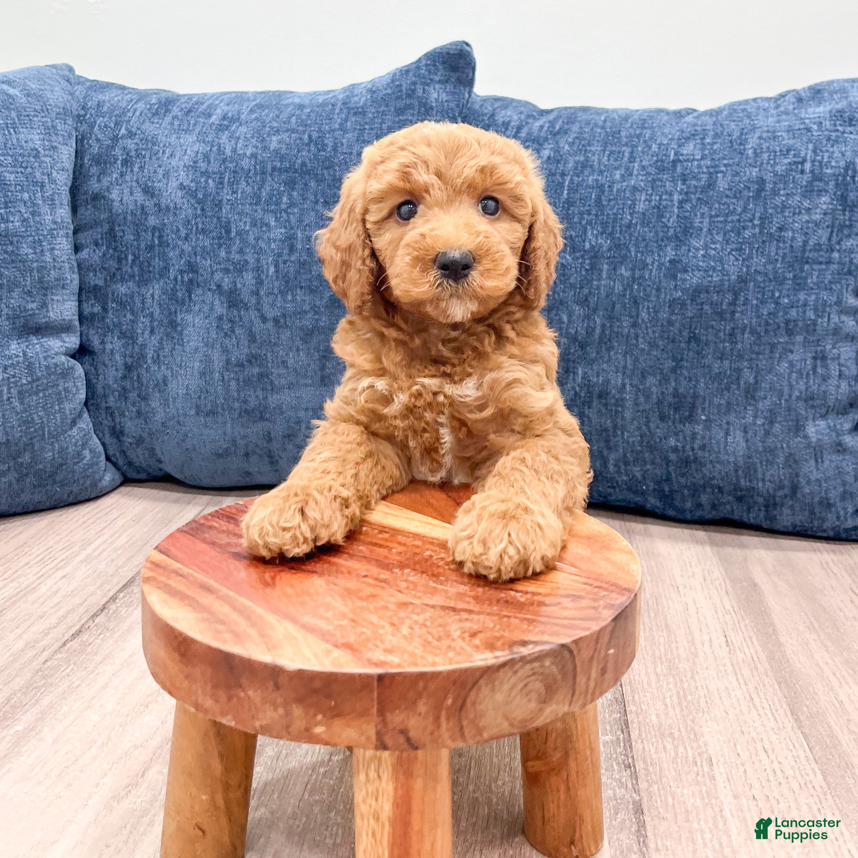 Mini Goldendoodle dogs Chloe - Ad 2