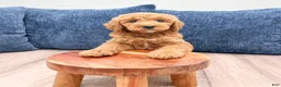 Mini Goldendoodle dogs for sale: Chloe - Ad 2