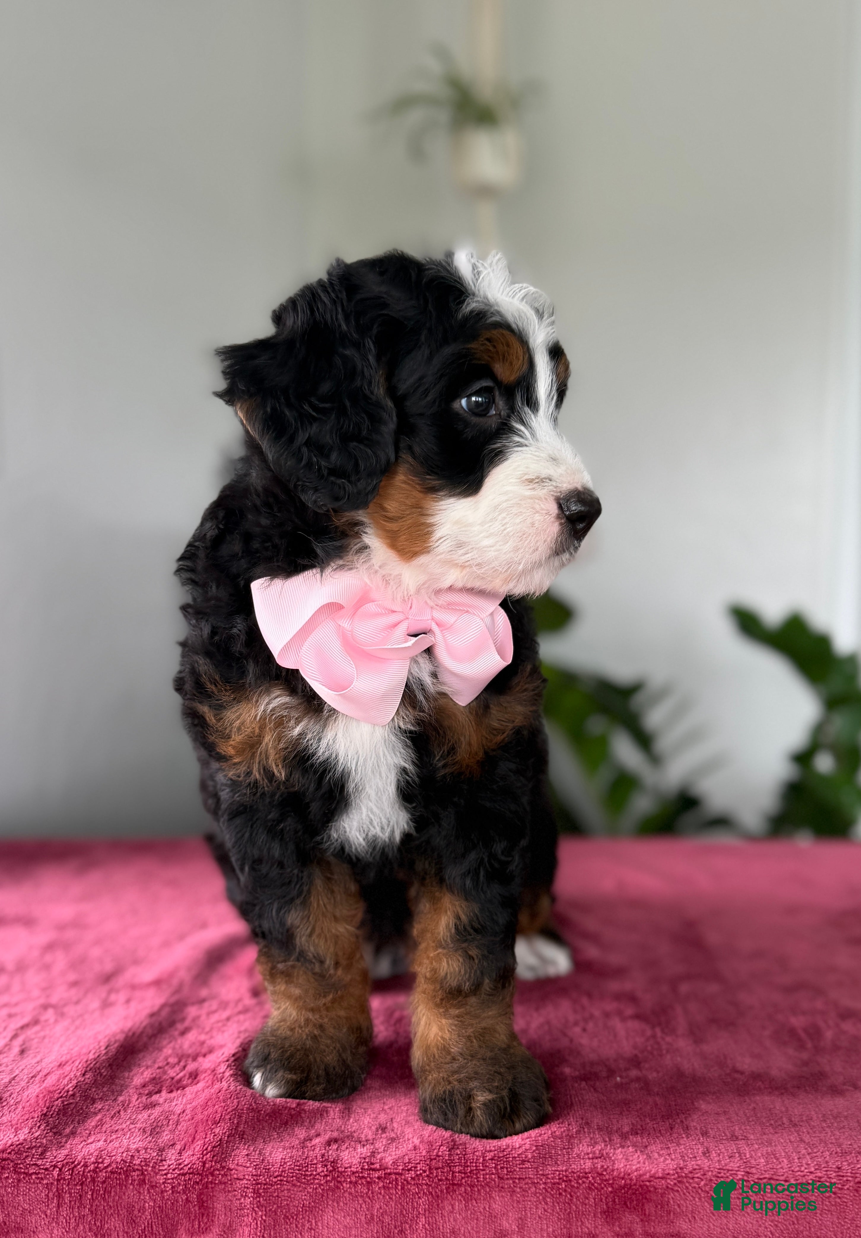 Mini Bernedoodle dogs Lucy - Ad 2