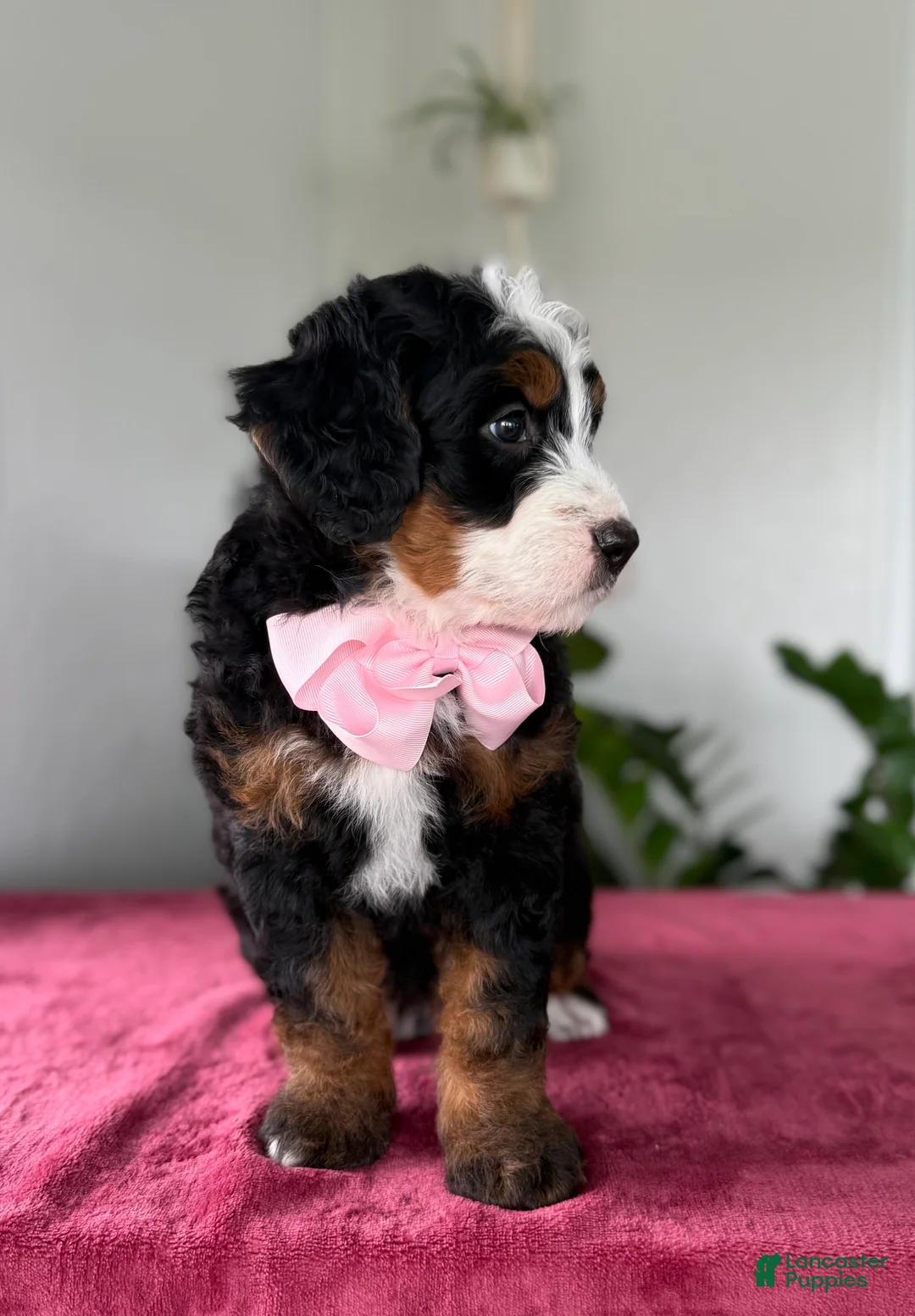 Mini Bernedoodle dogs for sale: Lucy - Ad 2