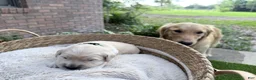 Golden Retriever dogs for sale: Bali of Avalon - Ad 3