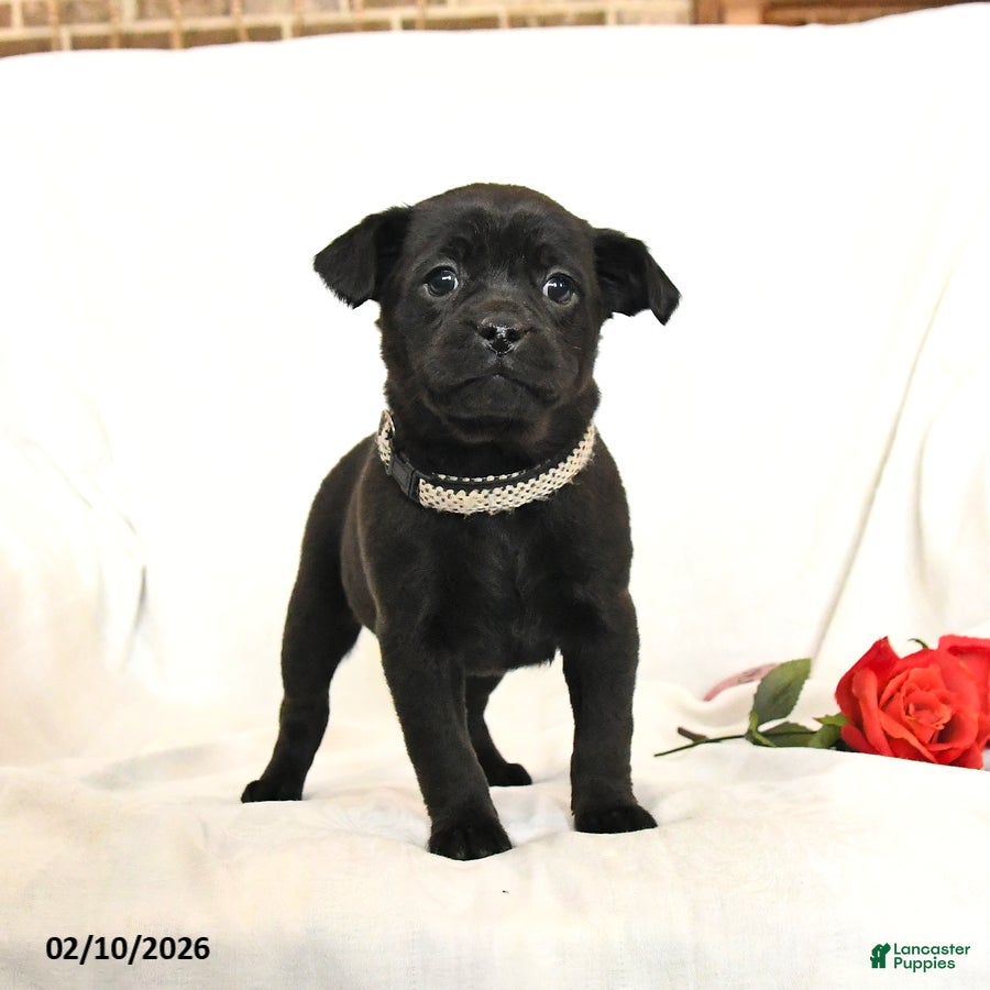 Mixed Breed dogs Midnight  - Ad 22