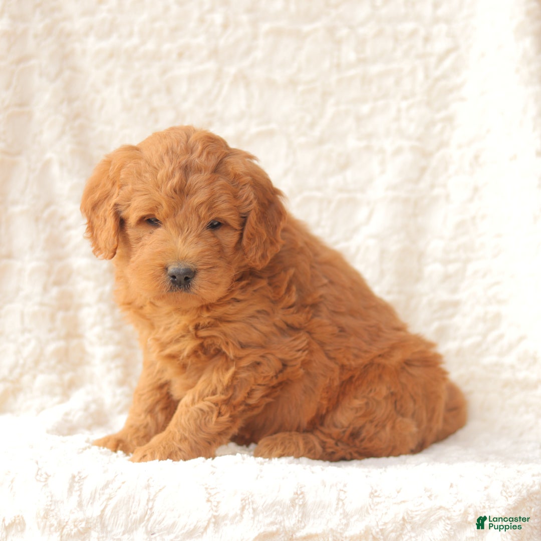 Mini Goldendoodle dogs for sale: Shelby - Ad 1