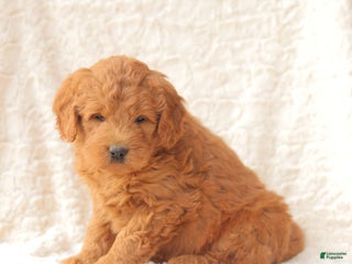 Mini Goldendoodle dogs Shelby - Ad 18