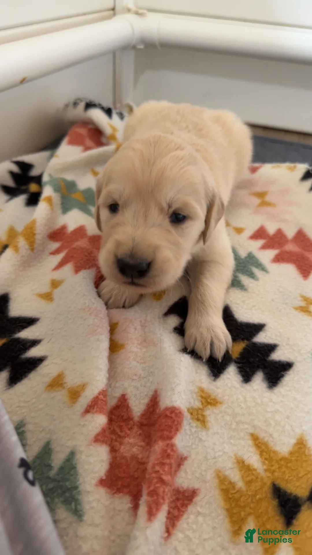 Golden Retriever dogs for sale: Thumper (blue collar) - Ad 2