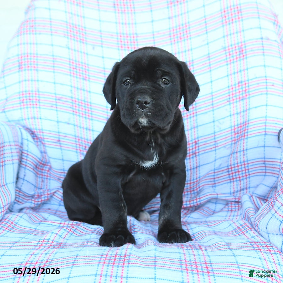 Cane Corso dogs Stella - Ad 1