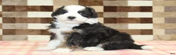 Mini Bernedoodle dogs for sale: Henry - Ad 4