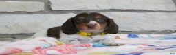 Miniature Dachshund dogs for sale: Anna - Ad 1
