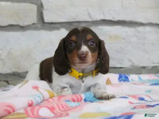 Miniature Dachshund dogs for sale: Anna - Ad 2