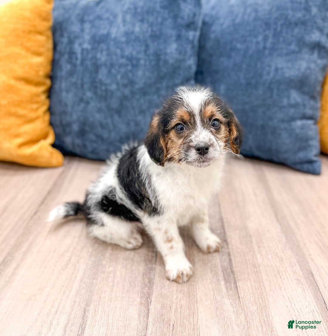 Beaglier dogs for sale: Jane - Ad 4