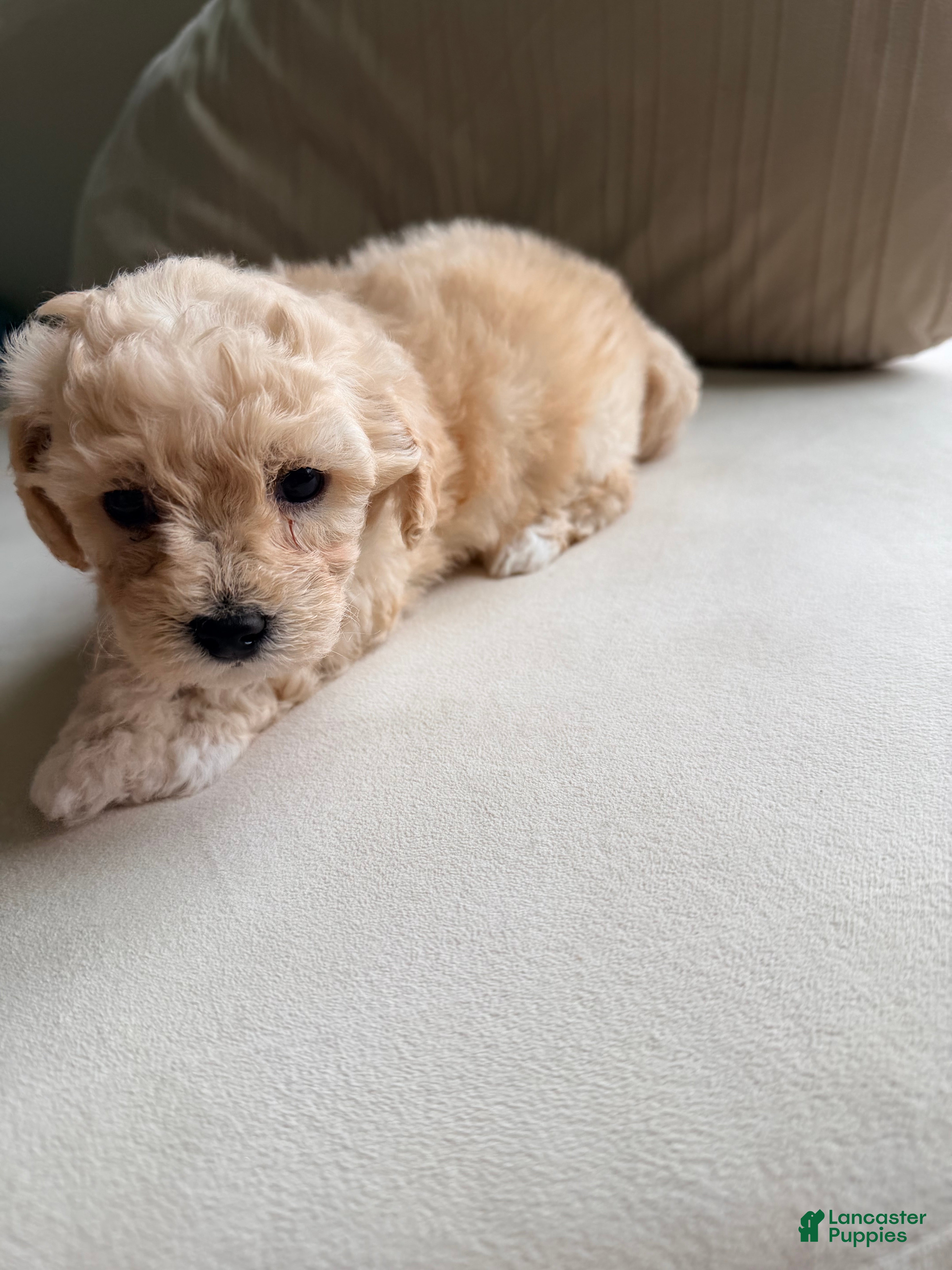 Bichpoo dogs Bichpoo 2 - Ad 17