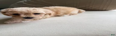 Bichpoo 2