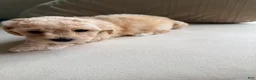 Bichpoo dogs for sale: Bichpoo 2 - Ad 1