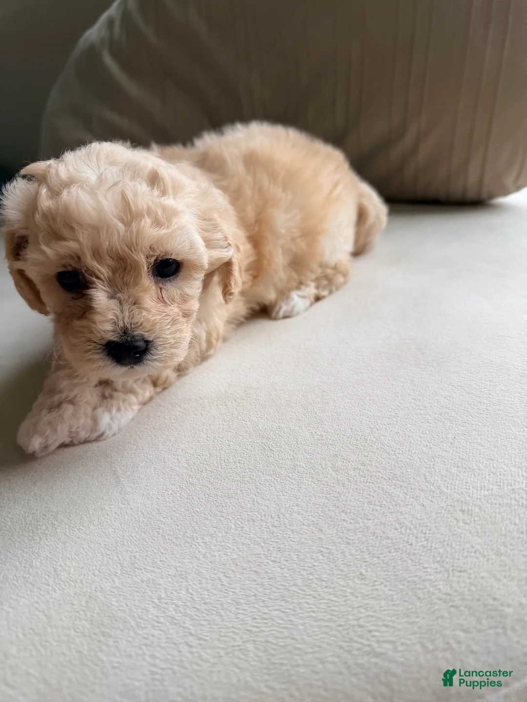 Bichpoo dogs for sale: Bichpoo 2 - Ad 1