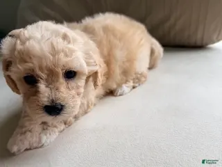Bichpoo dogs Bichpoo 2 - Ad 17
