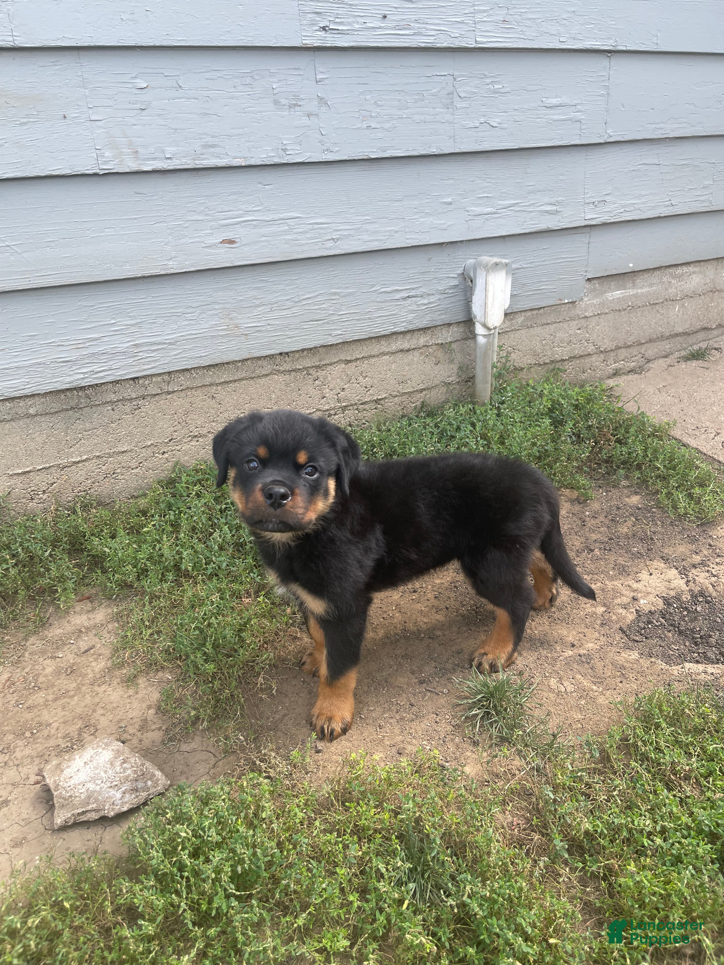Rottweiler dogs Blue collar boy - Ad 2