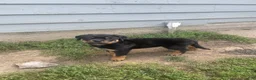Rottweiler dogs for sale: Blue collar boy - Ad 2