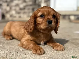 Cavalier King Charles Spaniel dogs for sale: Cavalier King Charles Spaniel 1 - Ad 3