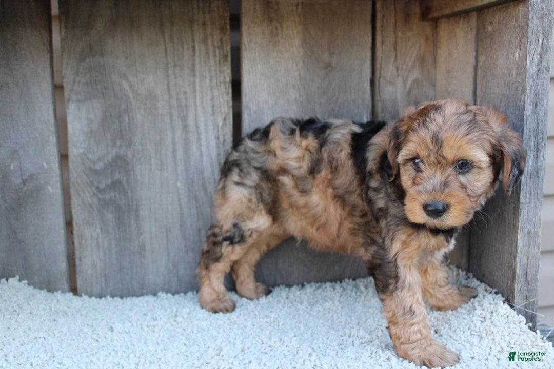 Yorkiepoo dogs for sale: GUNNER - Ad 9