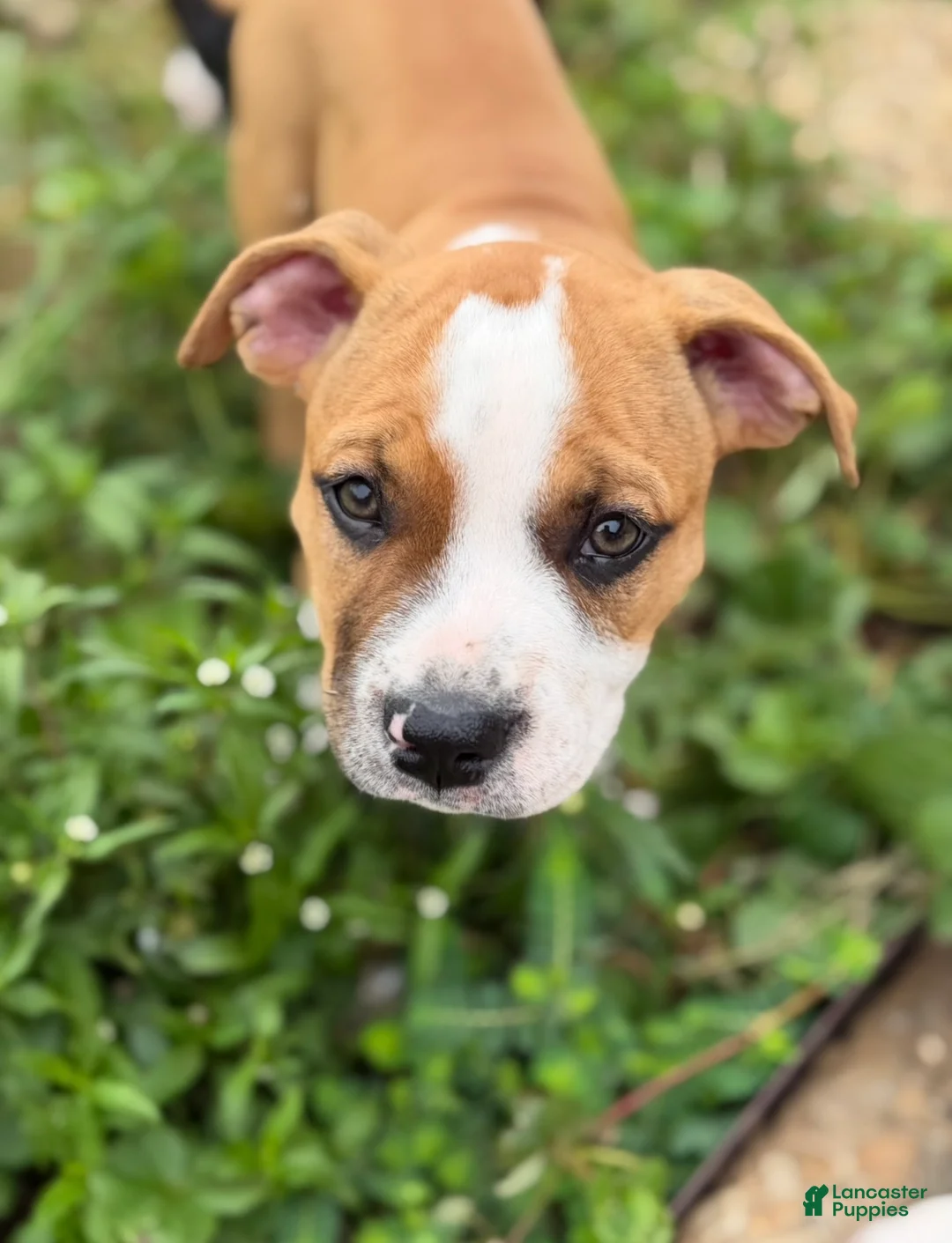 American Bully dogs for sale: Lucy Liu - Ad 2