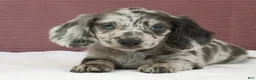 Miniature Dachshund dogs for sale: Olive 💚 - Ad 4