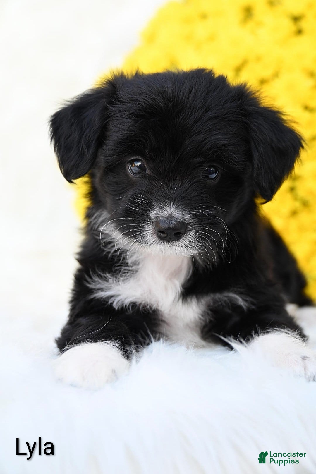 Mini Aussiedoodle dogs Lyla - Ad 2