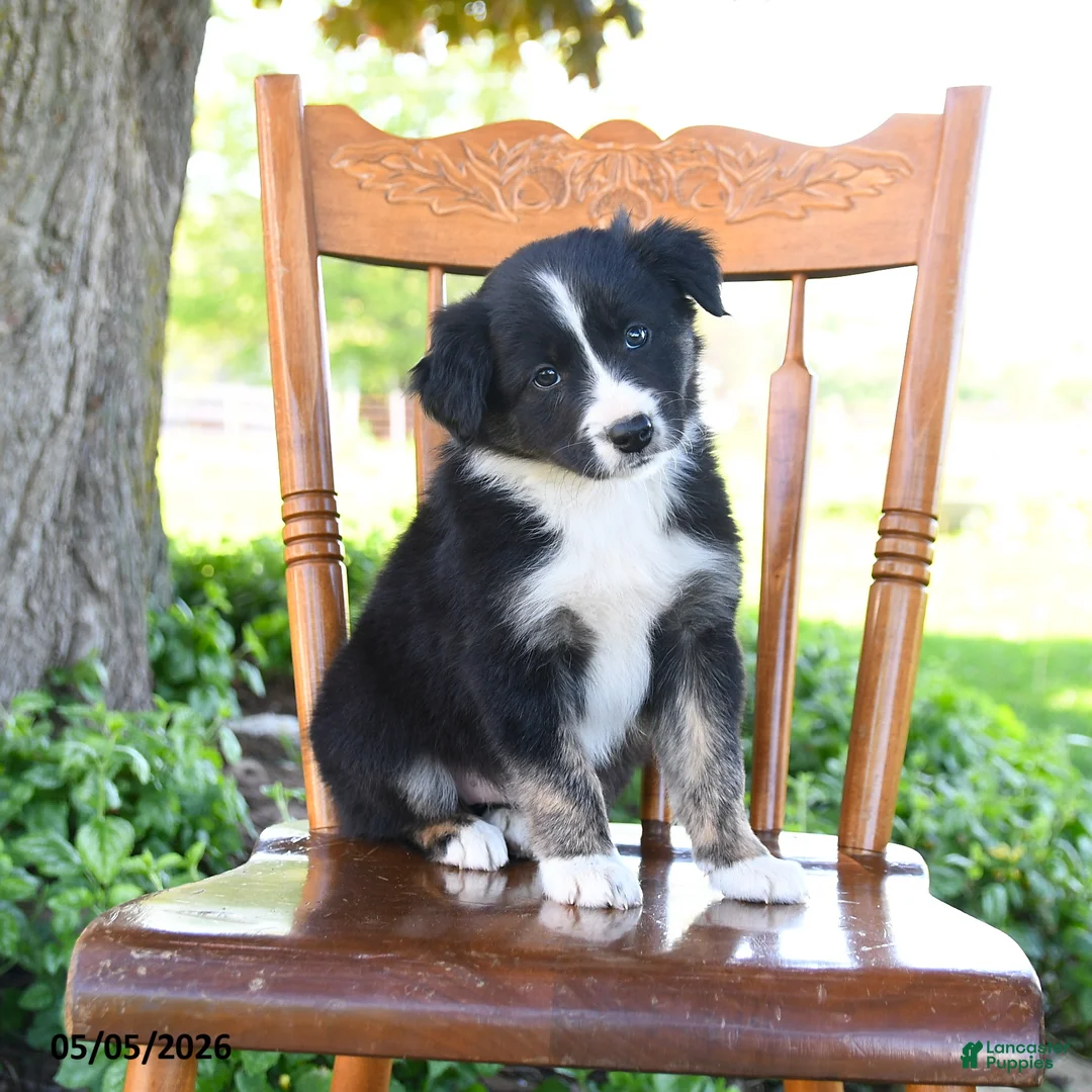 Border Collie dogs for sale: Laura - Ad 1