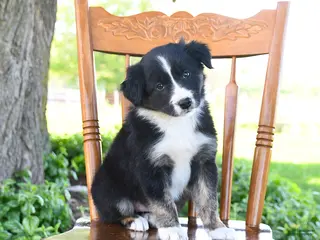 Border Collie dogs for sale: Laura - Ad 3