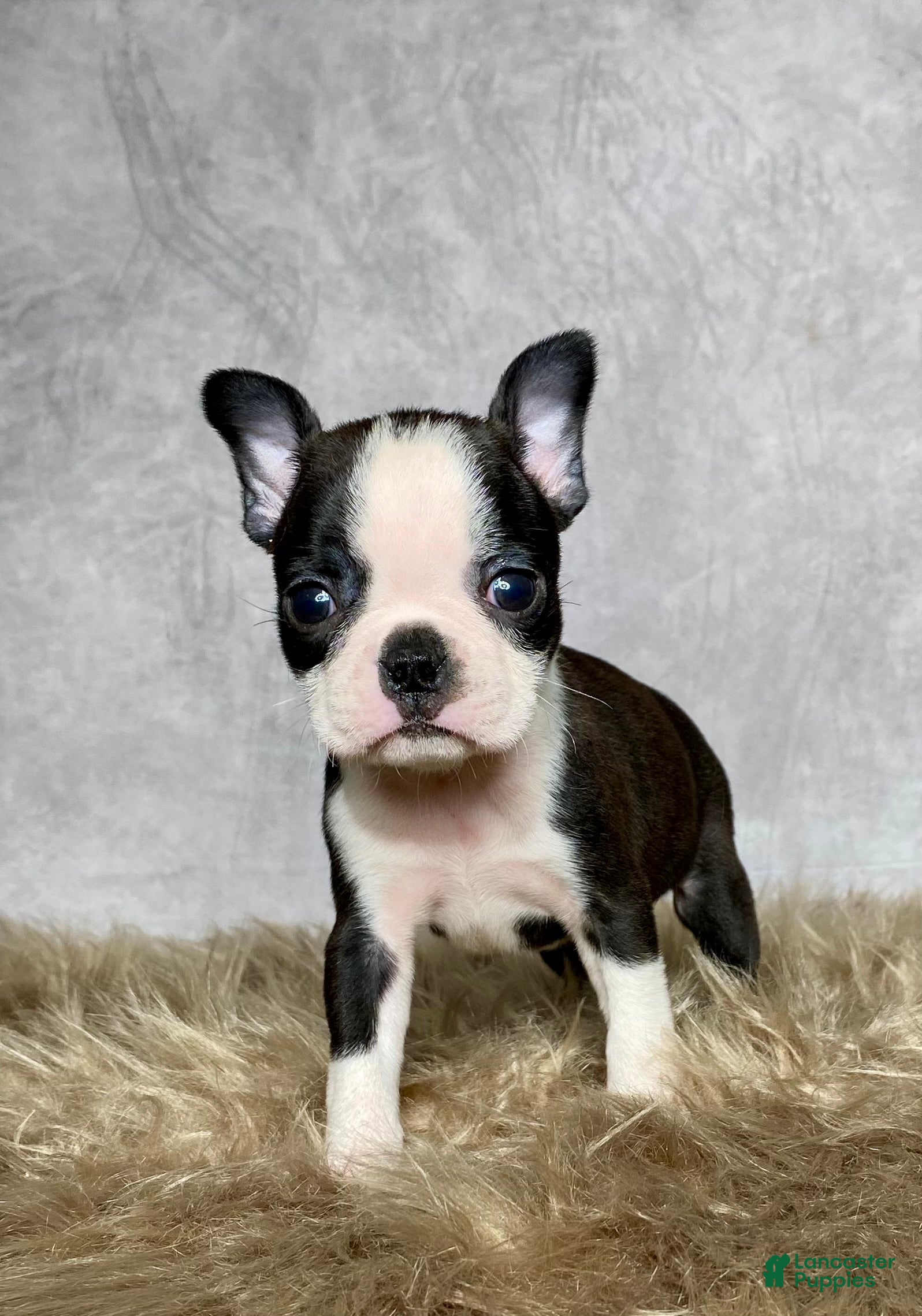 Boston Terrier dogs Luna - Ad 42