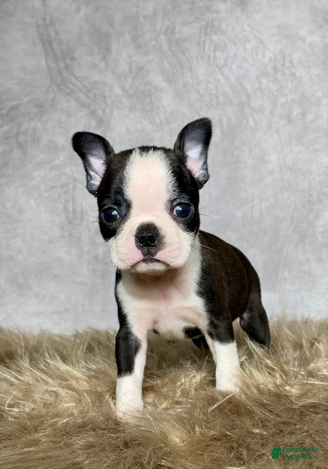 Boston Terrier dogs for sale: Luna - Ad 1