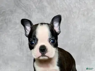 Boston Terrier dogs Luna - Ad 42