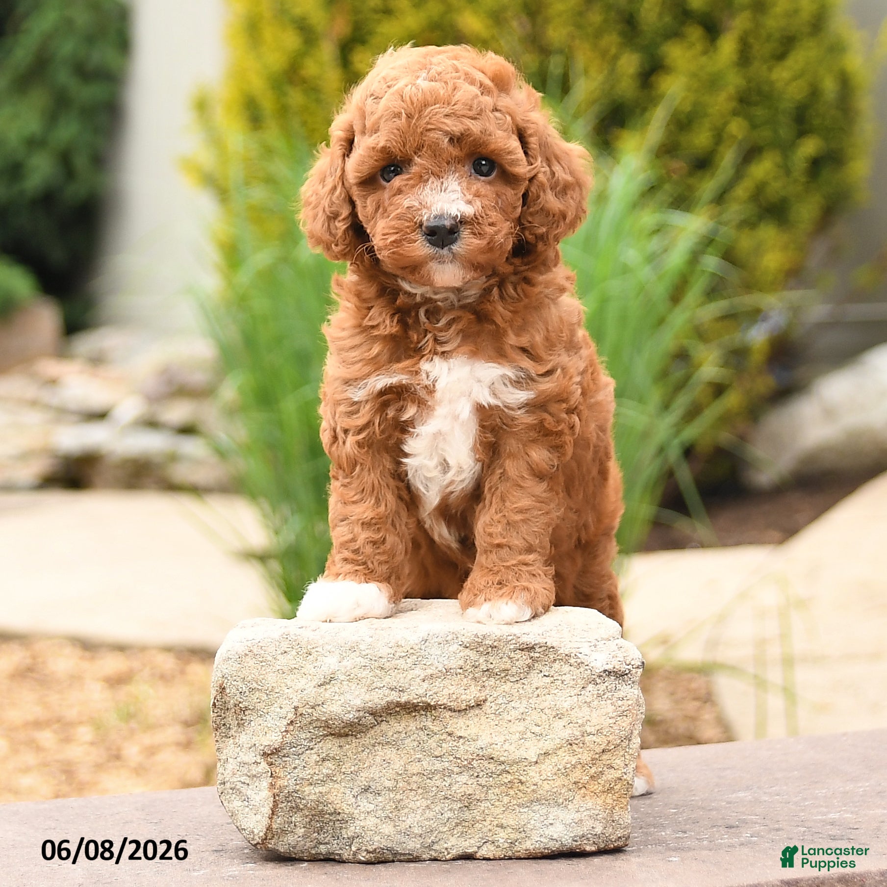 Toy Poodle dogs Friendly - Ad 2