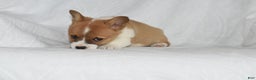 Welsh Corgi Pembroke dogs for sale: Tidbit - Ad 2