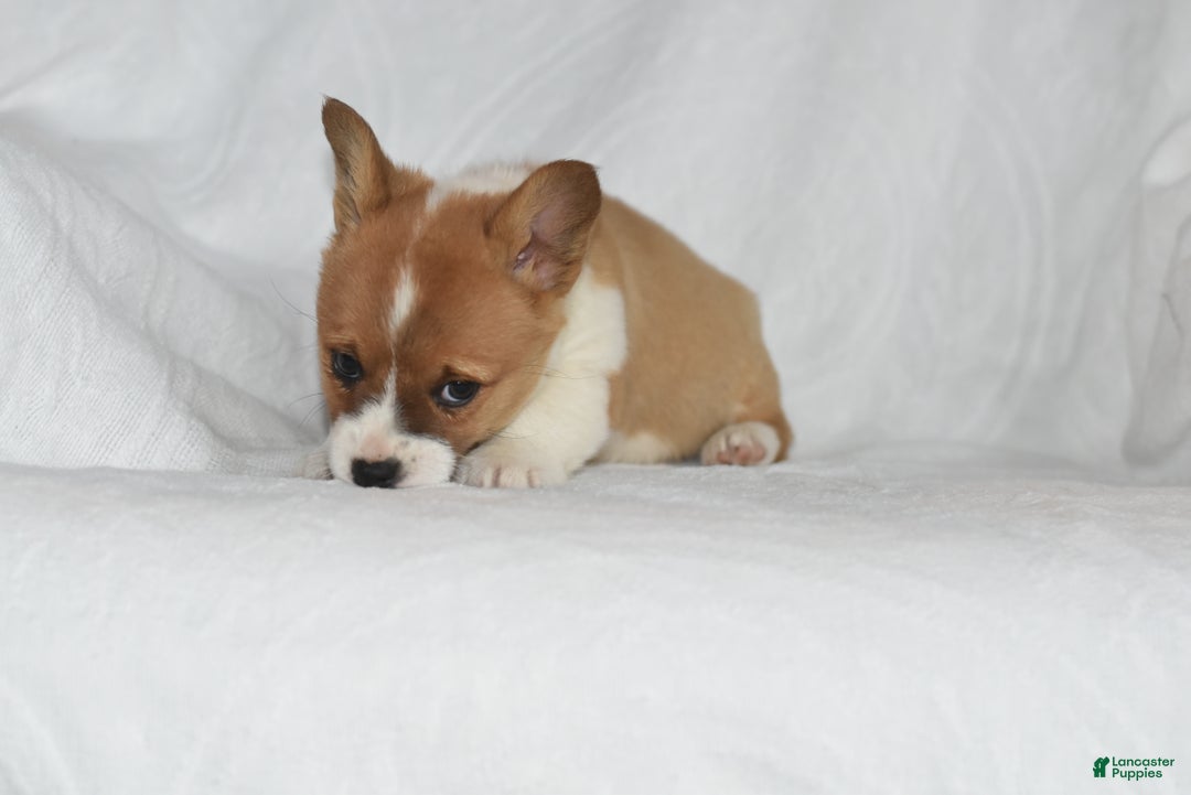 Welsh Corgi Pembroke dogs for sale: Tidbit - Ad 2