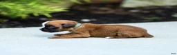 Boxer dogs for sale: Nora Boxer  - Ad 7