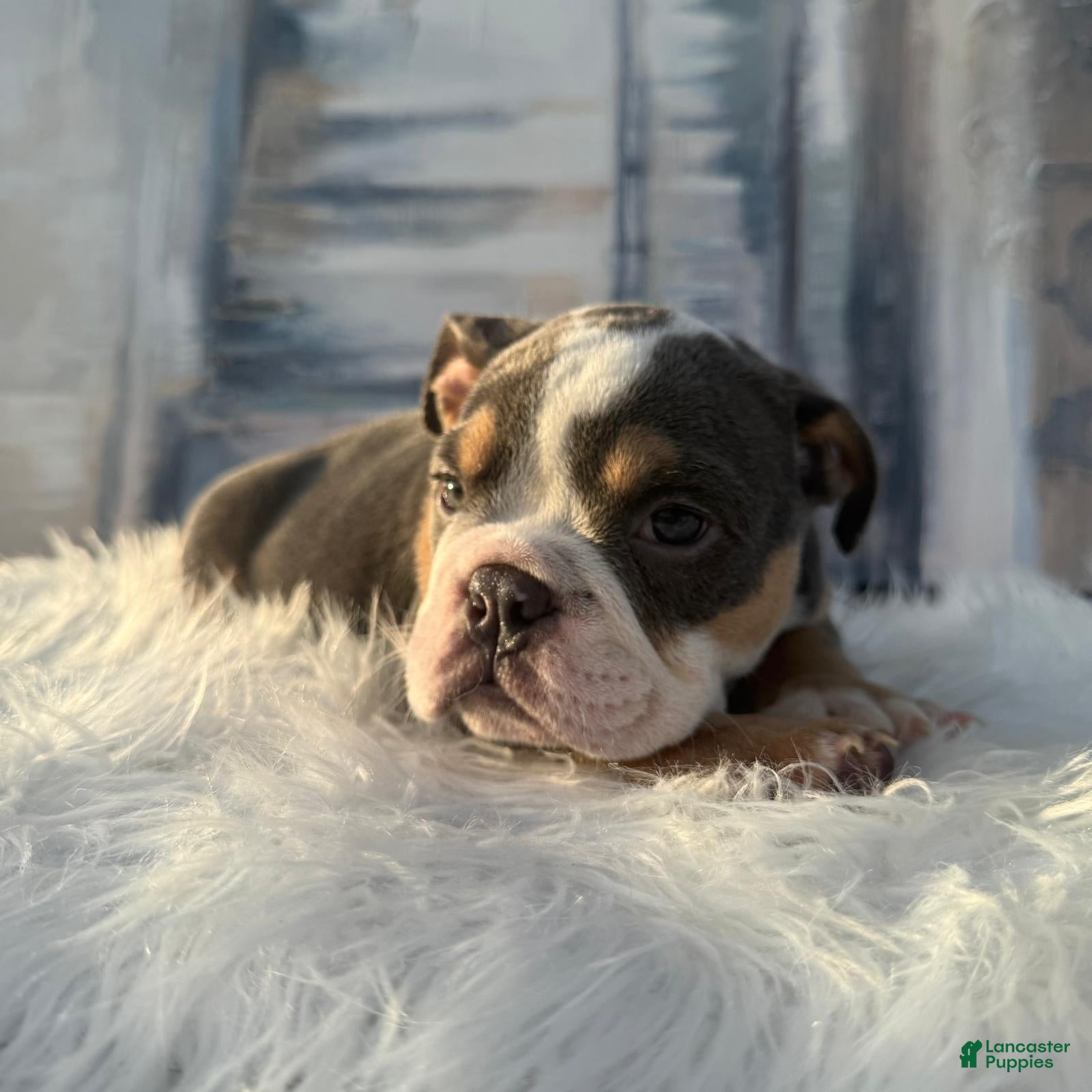 English Bulldog dogs Roscoe - Ad 1