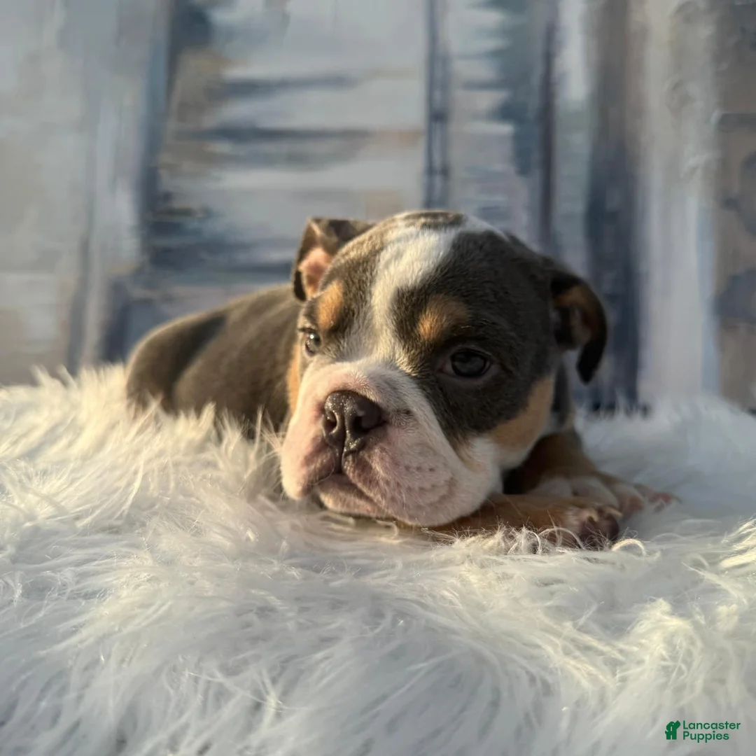 English Bulldog dogs for sale: Roscoe - Ad 1