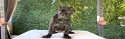 Cane Corso dogs for sale: Channel - Ad 7