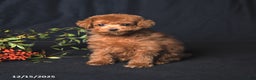 Toy Poodle dogs for sale: Asher - Ad 1