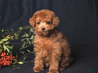Toy Poodle dogs Asher - Ad 10
