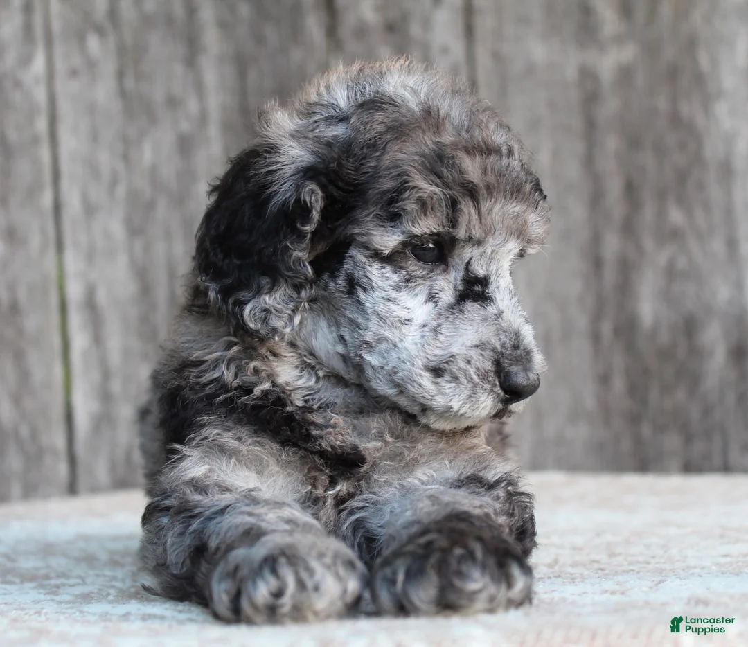 Standard Poodle dogs for sale: Ash AKC Standard Poodle - Ad 2