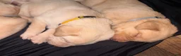 Labrador Retriever dogs for sale: Simon (blue)  - Ad 11