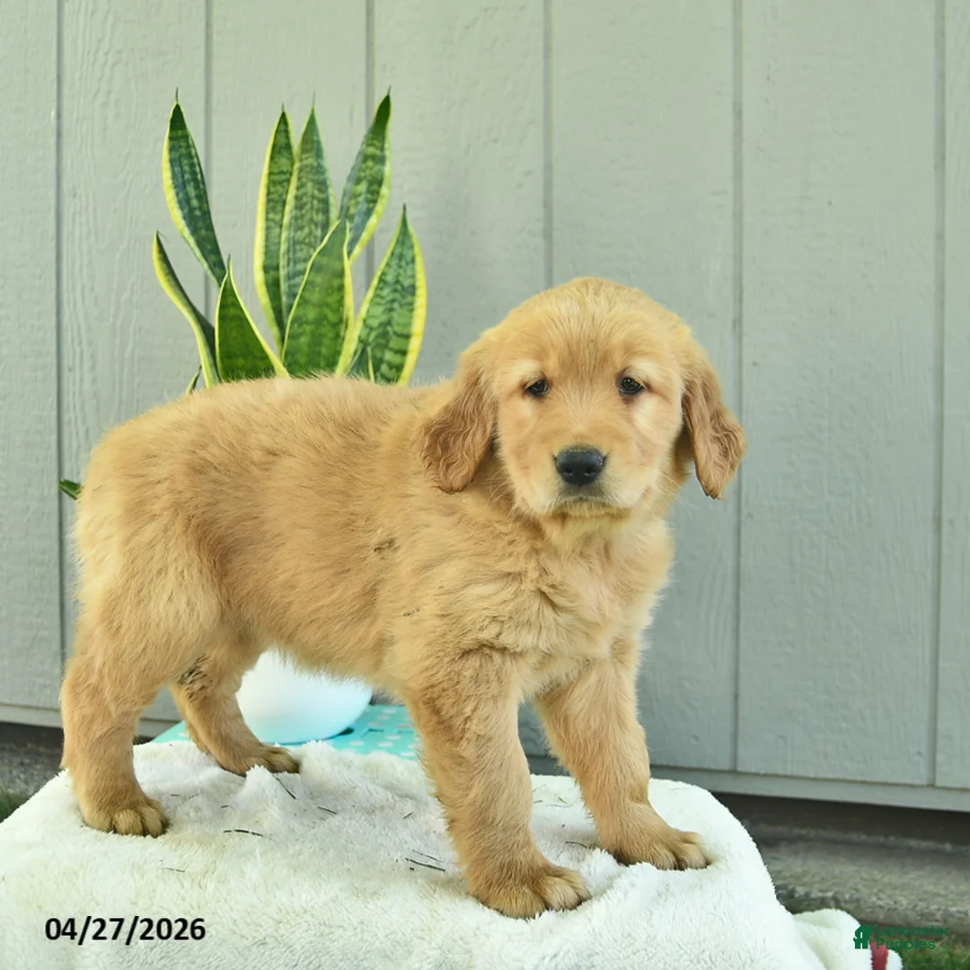 Golden Retriever dogs for sale: Hazelnut  - Ad 2