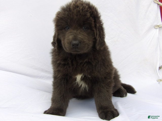 Newfoundland dogs Jasmine - Ad 1